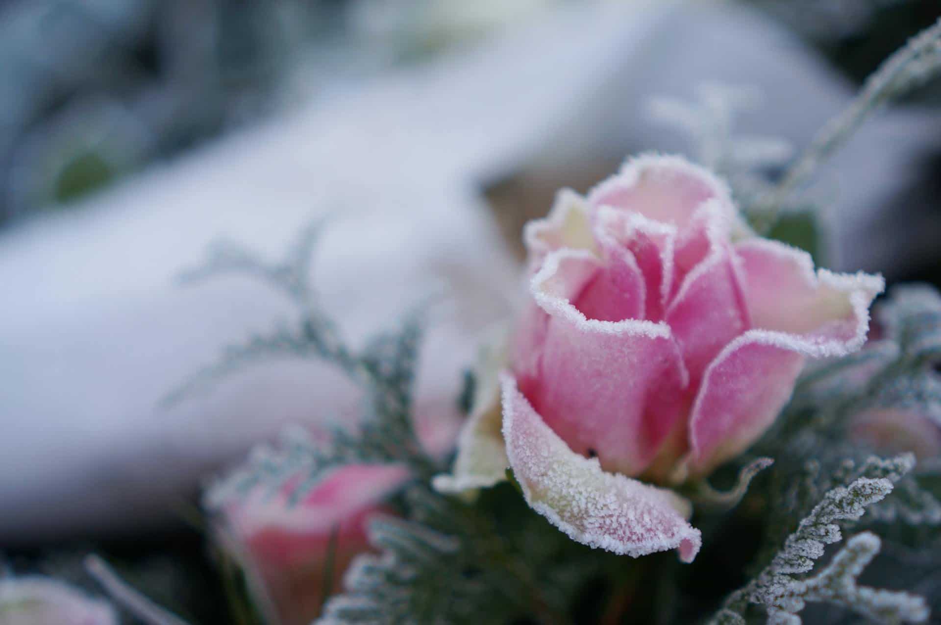 Frozen rose